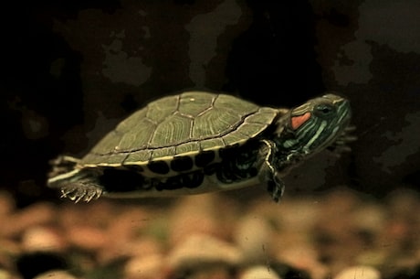 想了解世界上最大的龟是什么？详细介绍你一定需要！