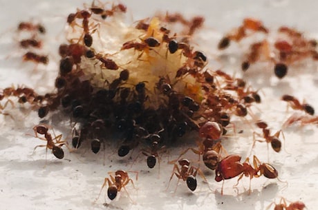 小蚂蚁：坚韧不拔的力量
