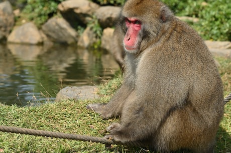 世界奇观大马猴：独特的生活方式
