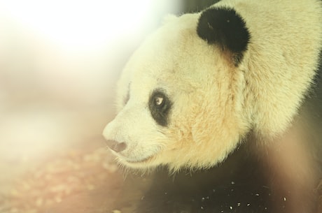 揭秘大熊猫的寿命有多久？