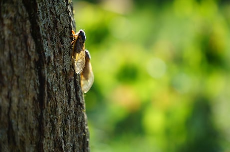 惊！中国首次发现披甲树螽蝉