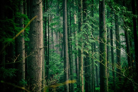 探秘钢铁森林：神奇自然奇观中的生物学之谜