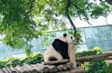 北京动物园(北京动物园-探索恢宏自然的宝地)