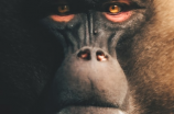 人猴大战：野生猕猴入侵村庄引发人猴冲突