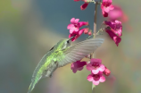 hummingbird(惊奇！这些你不知道的蜂鸟知识！)