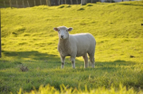 属羊的名人你知道几个？