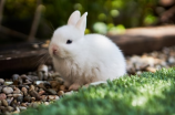 兔窝(兔窝——萌萌的小屋，适合你的养生居家！)